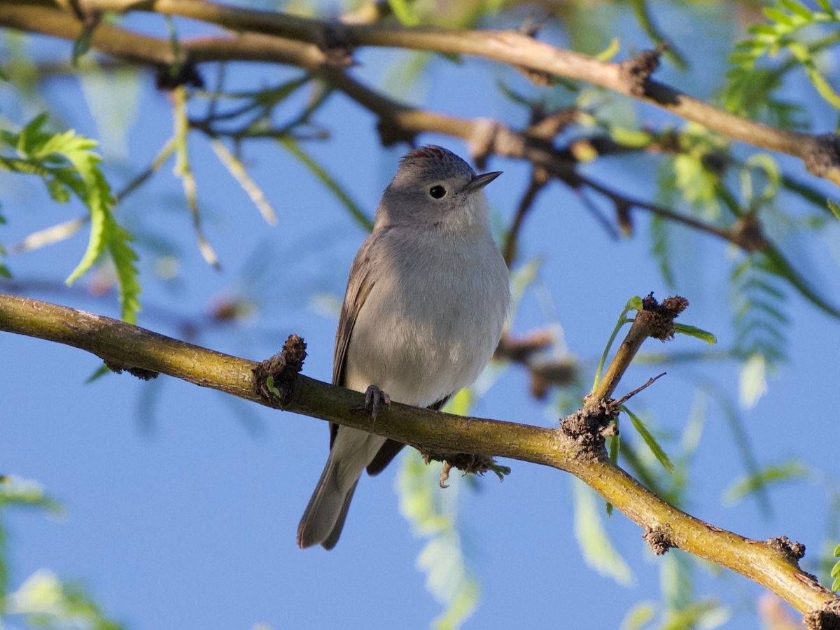 Warblers already?&nbsp;