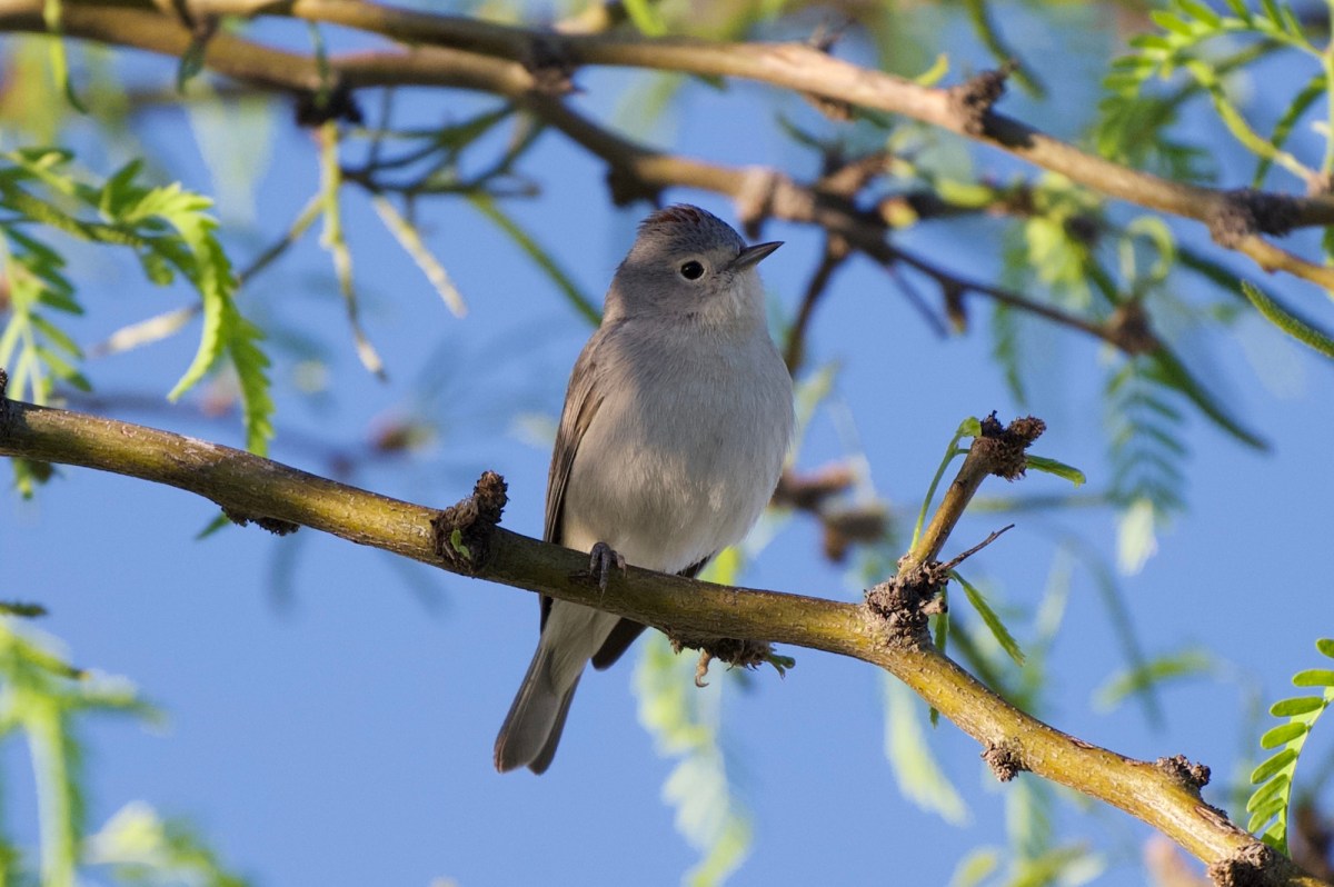 Warblers already?&nbsp;